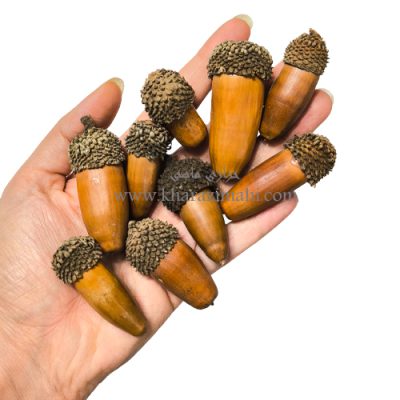 بلوط طبیعی
