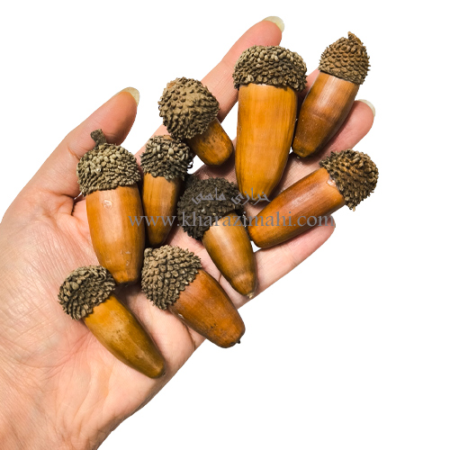 بلوط طبیعی